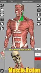 تحميل تطبيق 3D Anatomy مهكر APK للأندرويد 2026 أخر إصدار مجانًا