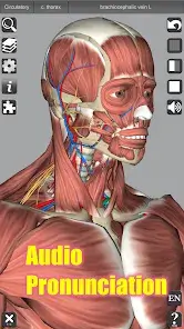 تحميل تطبيق 3D Anatomy مهكر APK للأندرويد 2026 أخر إصدار مجانًا