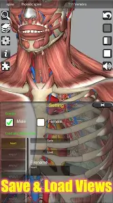 تحميل تطبيق 3D Anatomy مهكر APK للأندرويد 2026 أخر إصدار مجانًا