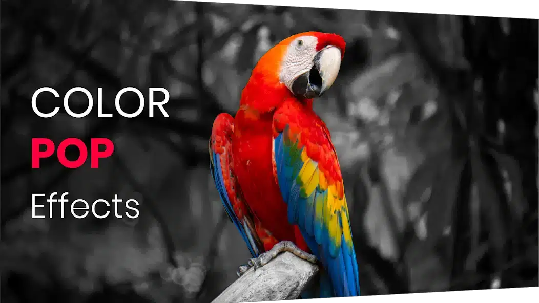 تحميل تطبيق Color Pop Effects Pro مهكر APK للأندرويد 2026 أخر إصدار مجانًا